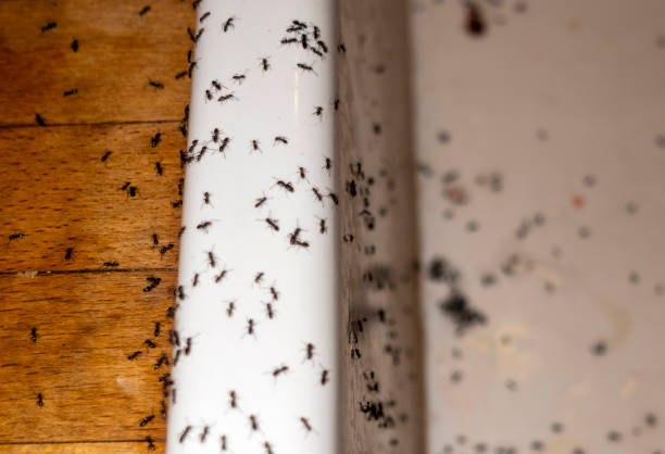 Best Residential Pest Control  in Lyndhurst, OH