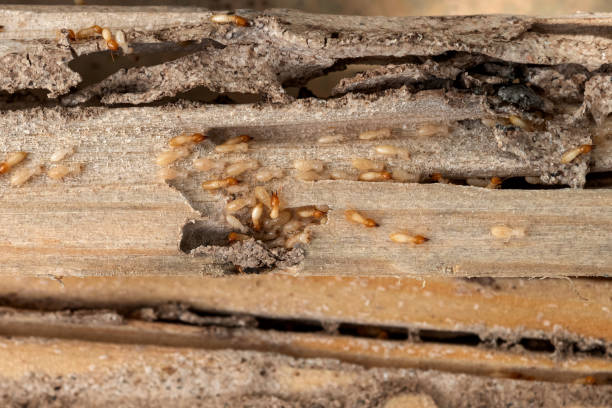 Best Affordable Pest Control Services  in Lyndhurst, OH